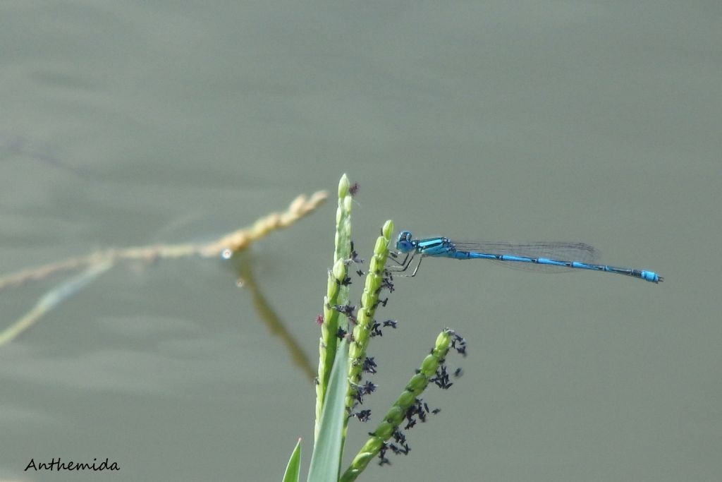 Coenagrion sp.? quasi... Erythromma lindenii